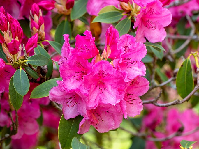 Die 3 besten Rhododendron-Sorten fr deinen Garten