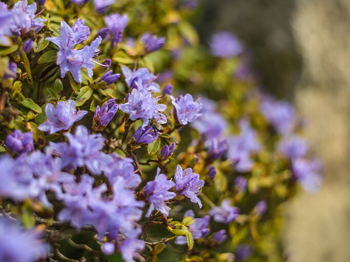 Die 3 besten Rhododendron-Sorten fr deinen Garten