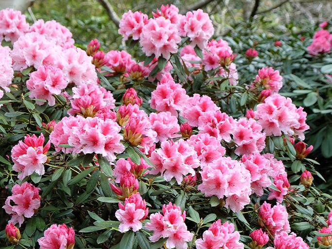 Die 3 besten Rhododendron-Sorten fr deinen Garten