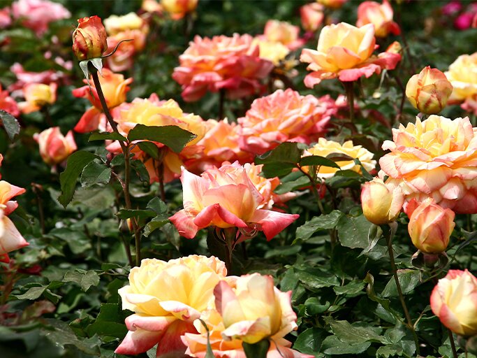 Die 3 schönsten Rosen-Sorten für den Garten