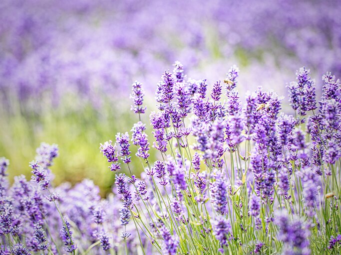 Lavendel dngen: Ein Gartenabfall ist der beste Dnger