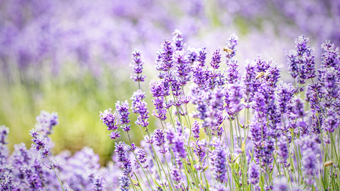 Lavendel dngen: Ein Gartenabfall ist der beste Dnger