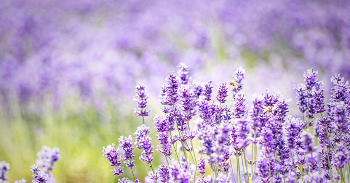 Lavendel dngen: Ein Gartenabfall ist der beste Dnger