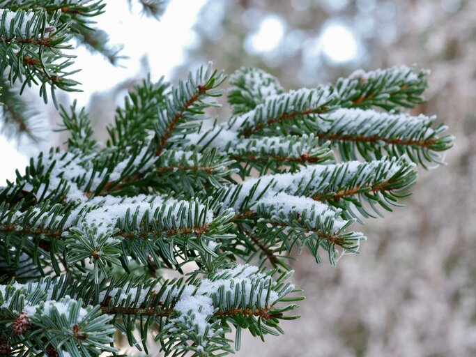 Wald auf dem Teller: Wie du die Tanne in Salz, Butter und Zucker verwandelst