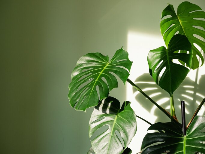Monstera: Alles zur beliebten Zimmerpflanze