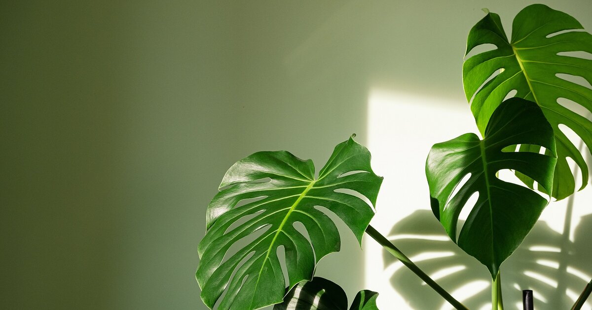 Monstera: Alles zur beliebten Zimmerpflanze