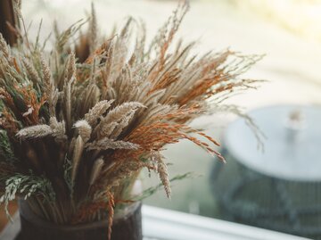 Zimmerpflanzen im Herbst: Die besten Pflegetipps