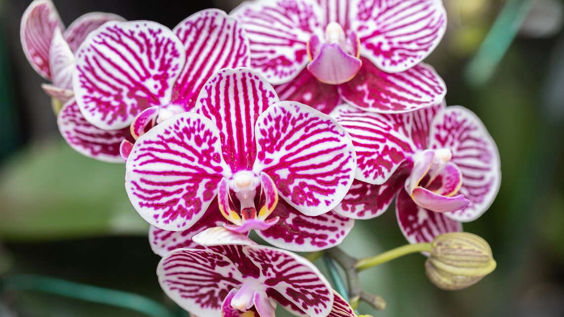 Orchideen dngen: Der beste Dnger ist eine Backzutat