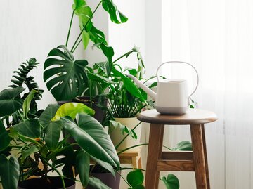 Orchideen dngen: Der beste Dnger ist eine Backzutat