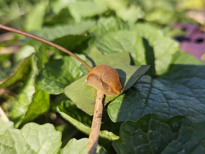 Experten-Tipps gegen Schnecken im Naturgarten