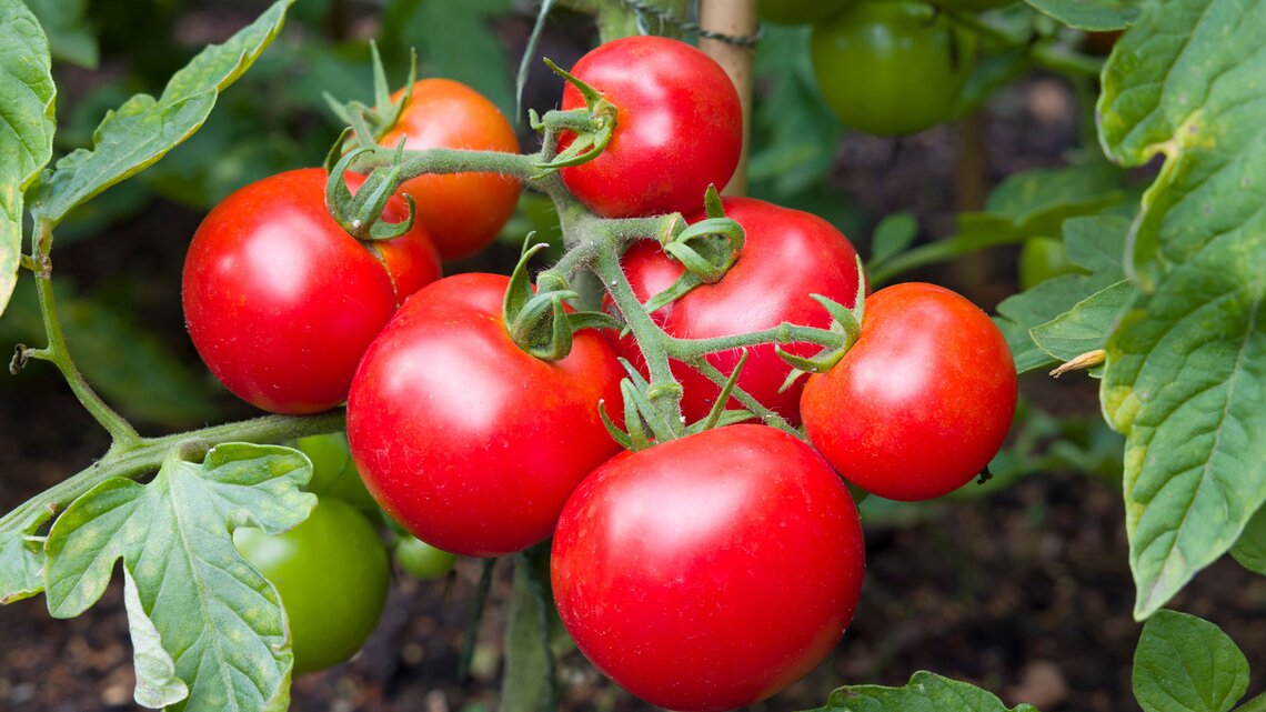 Tomaten dngen mit Brot: Anleitung fr Sauerteig-Dnger