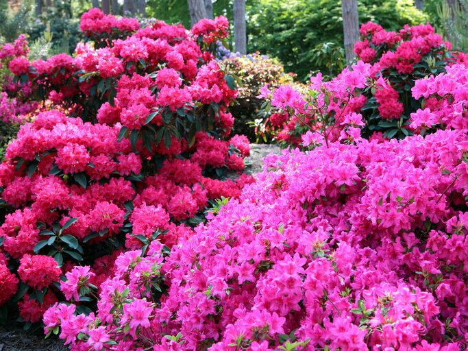 Rhododendron: So wird Kaffeesatz zum besten Dnger
