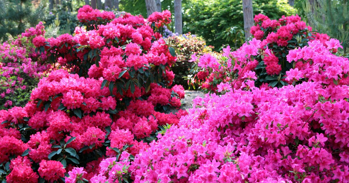 Rhododendron: So wird Kaffeesatz zum besten Dnger