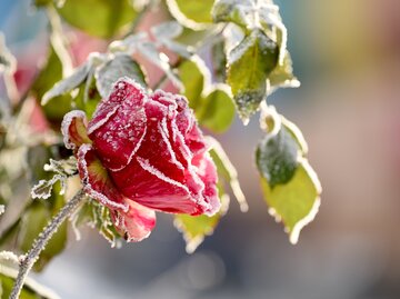 Rhododendron gieen: Darum ist Staunsse unerwnscht